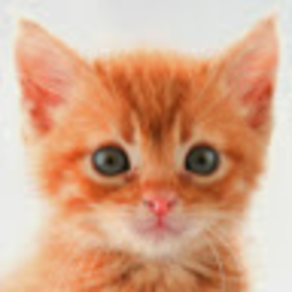Meet your Posher, Isabella